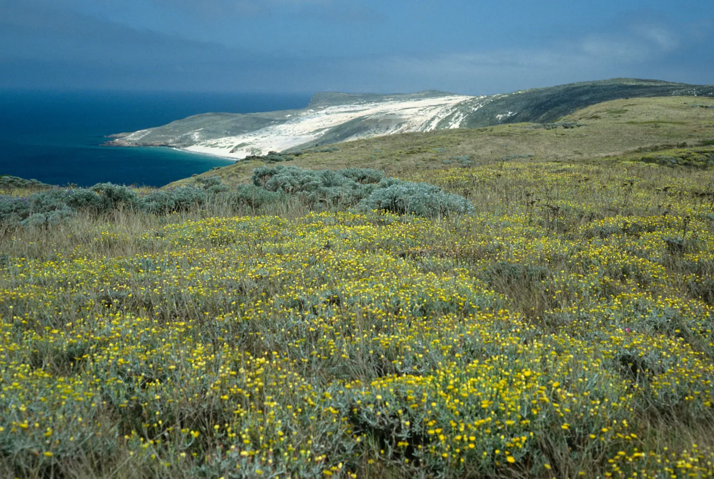 Malacothrix incana, above Cuyler Harbor, San Miguel Island