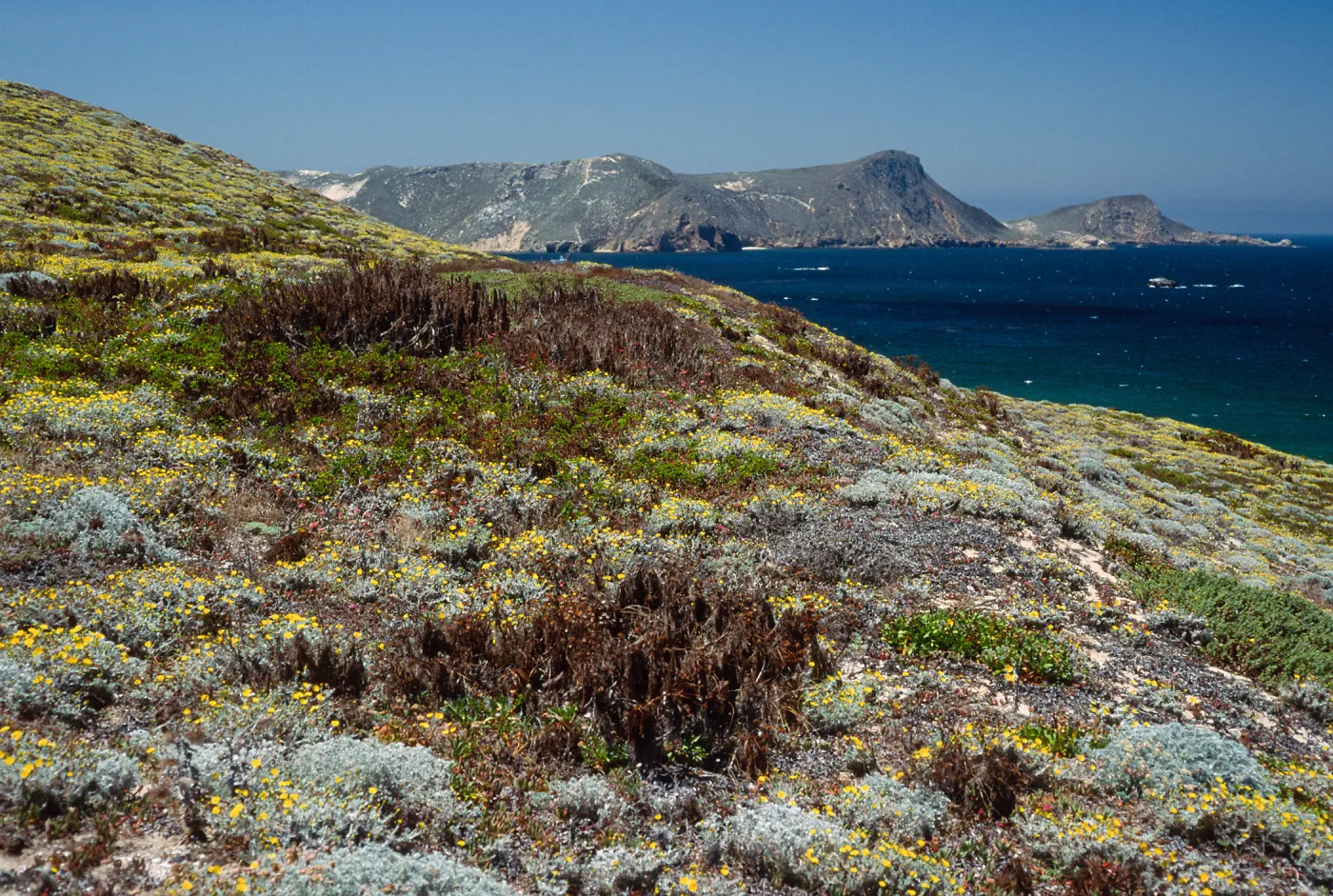 Malacothrix incana, just West of Hoffmann Point, San Miguel Island