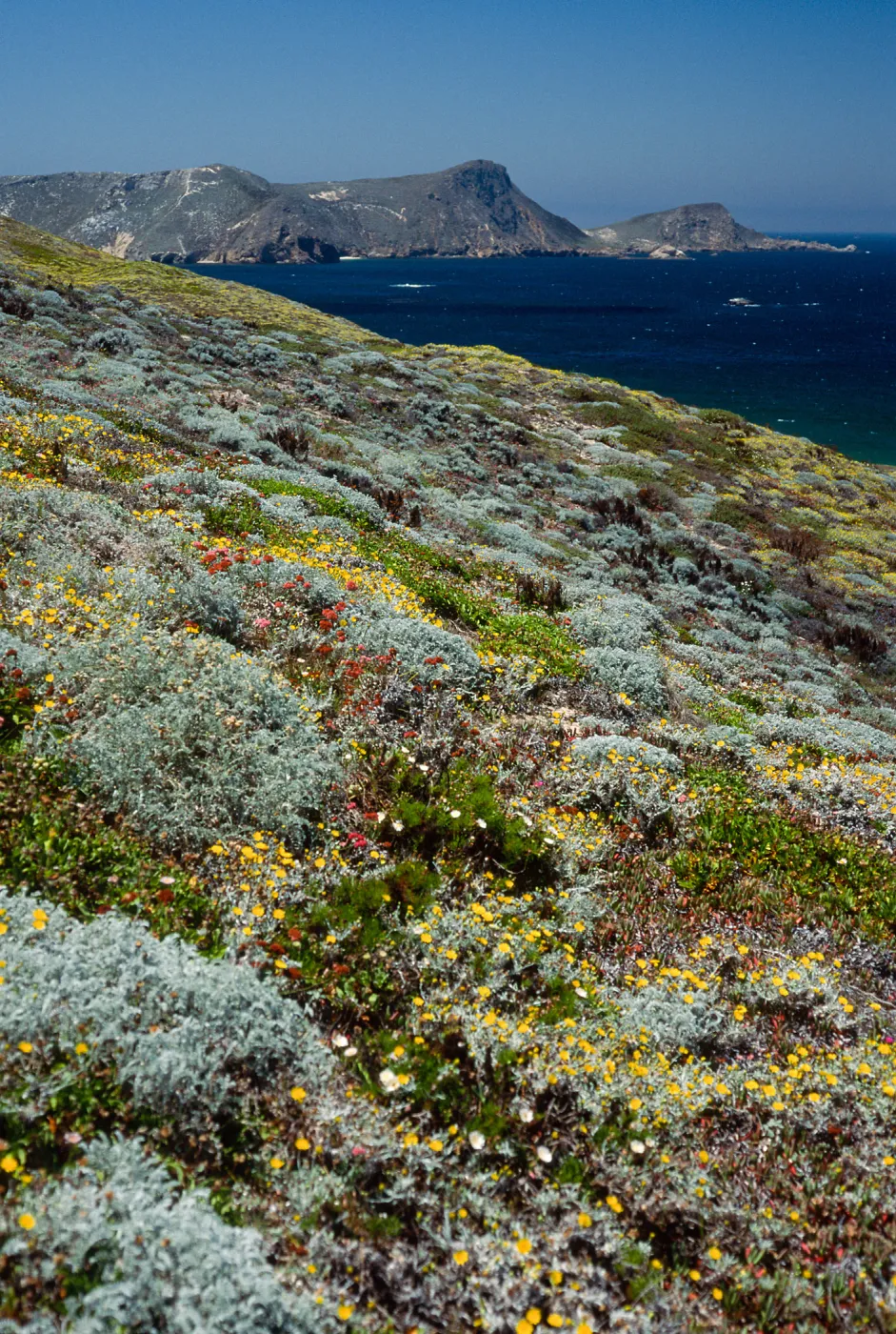Malacothrix incana, just West of Hoffmann Point, San Miguel Island