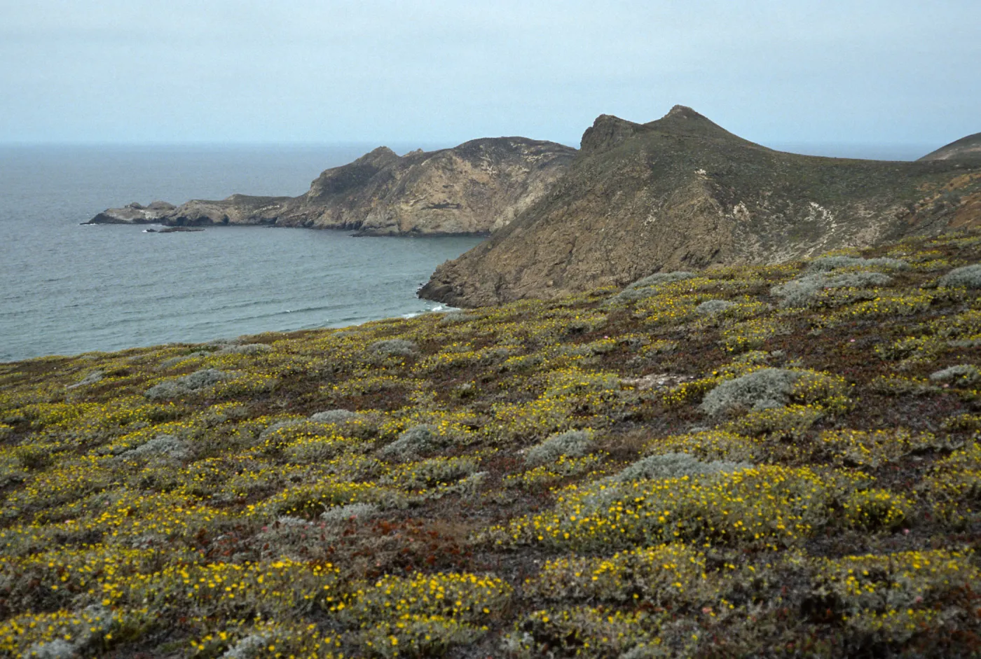 Malacothrix incana, Harris & Lester Points, San Miguel Island