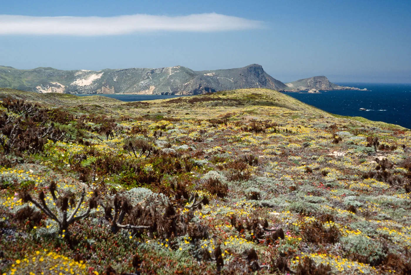 Malacothrix incana, just West of Hoffmann Point, San Miguel Island
