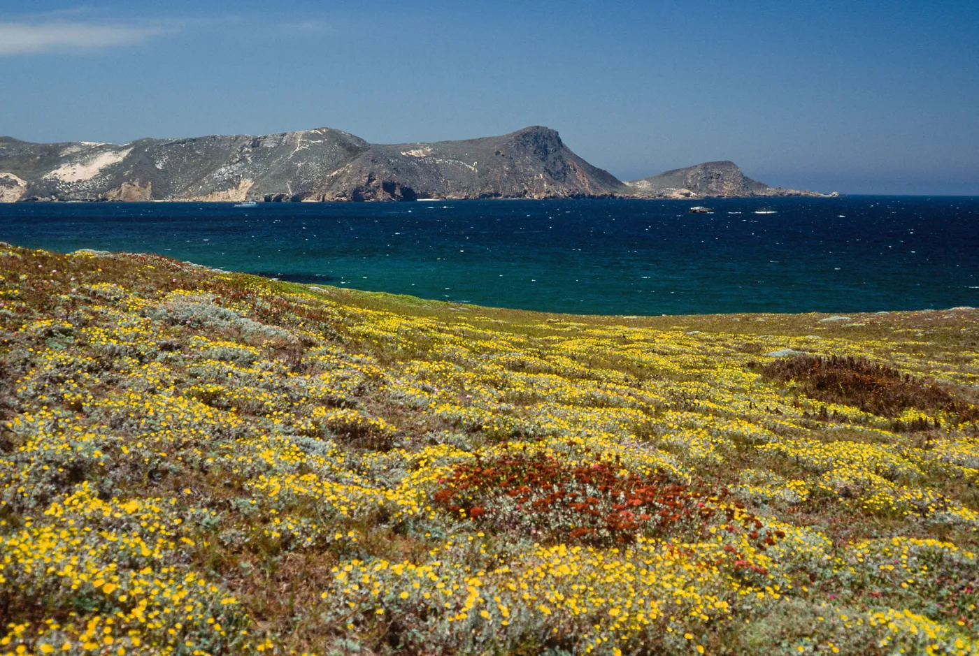 Malacothrix incana, just West of Hoffmann Point, San Miguel Island