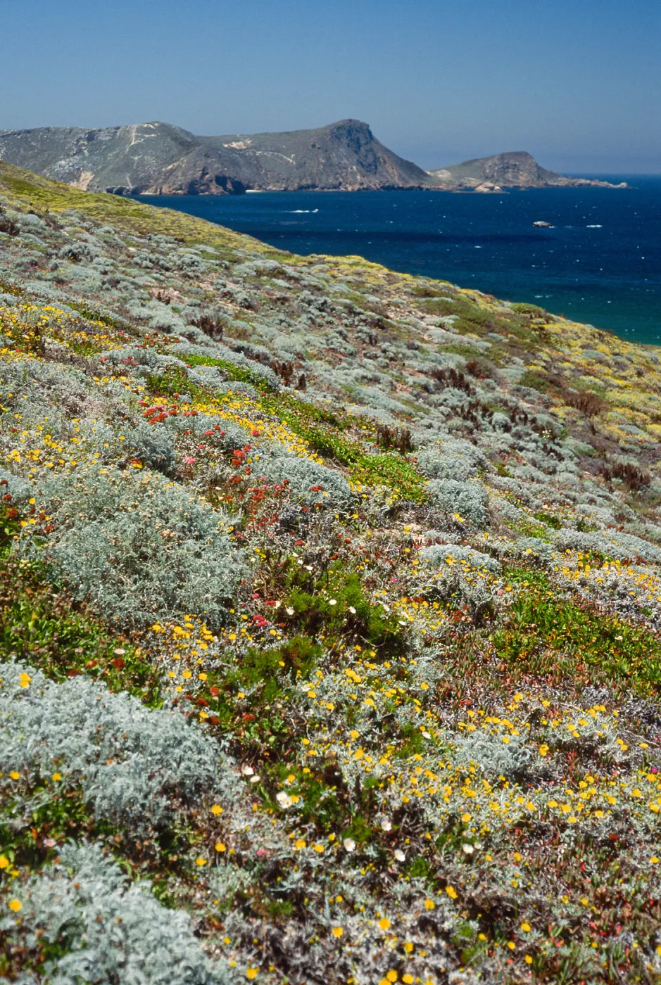Malacothrix incana, just West of Hoffmann Point, San Miguel Island