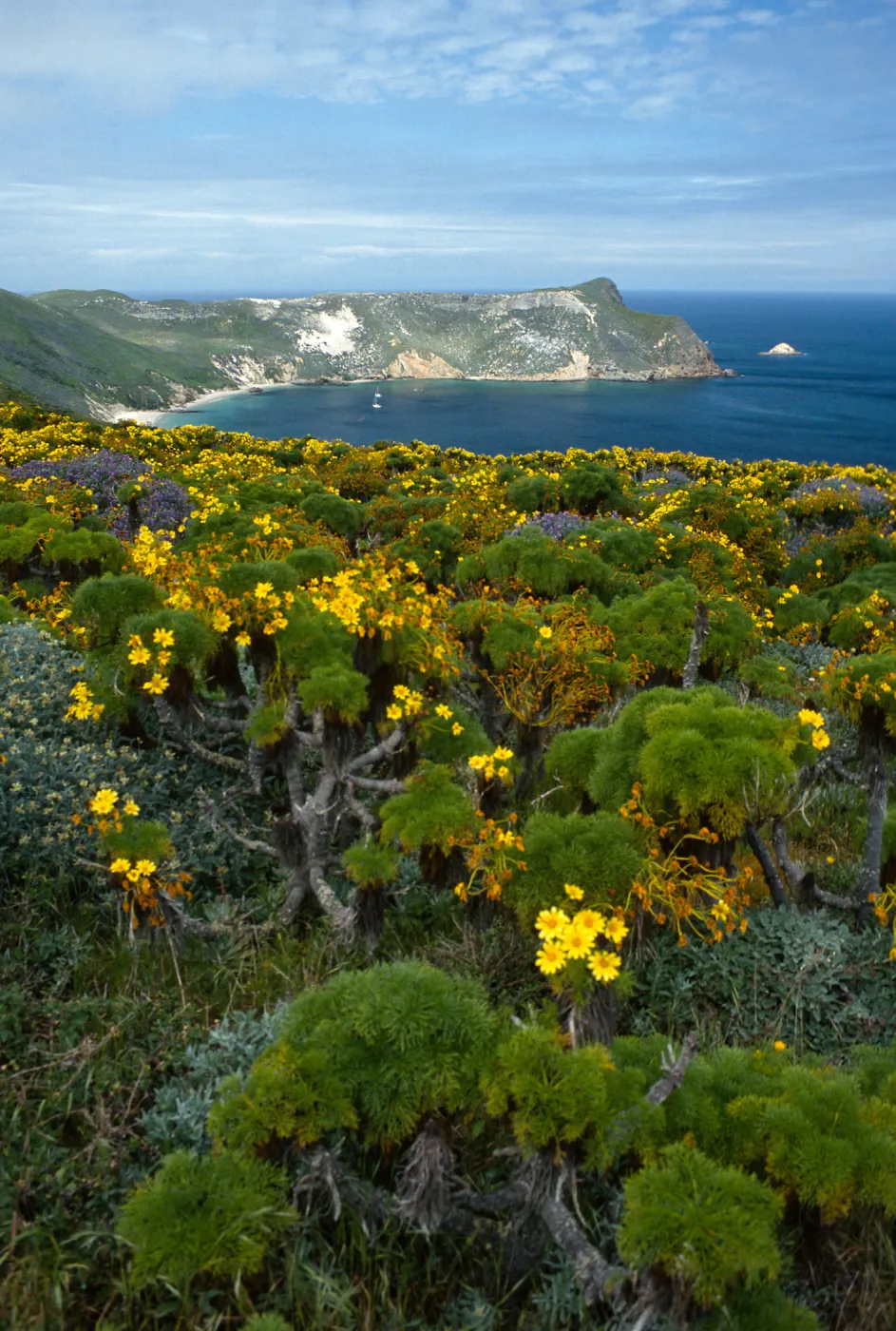 Coreopsis, Lupinus, Astragalus, from Cabrillo Monument, San Miguel Island