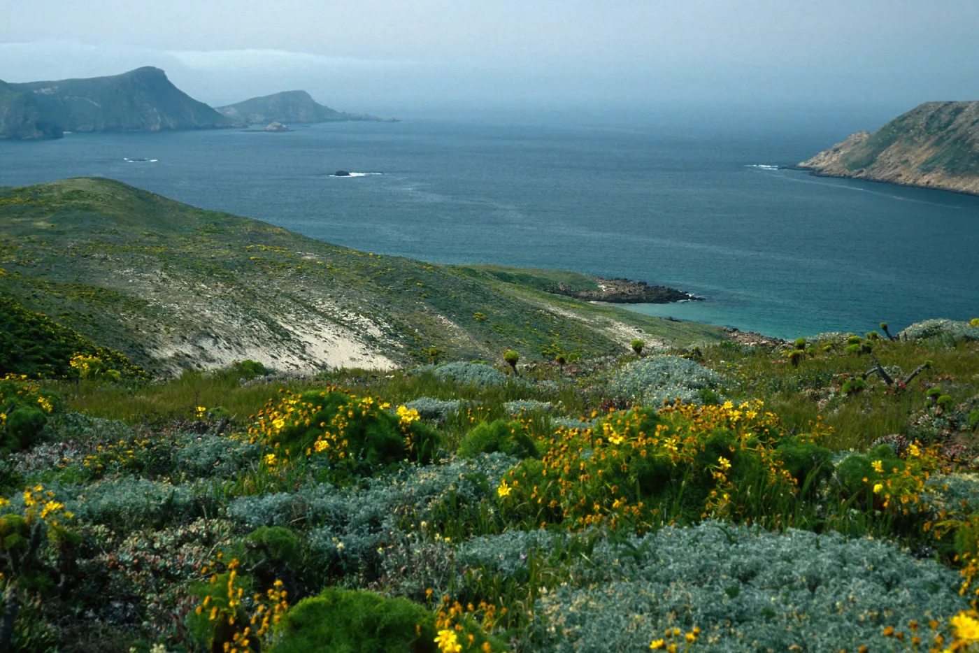 Coreopsis, slopes, West of Harris Point, San Miguel Island