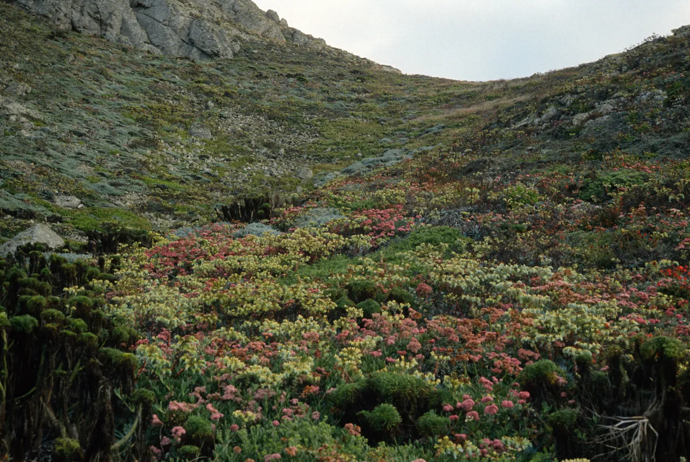 Eriogonum (wild buckwheat), Dudleya (liveforevers), Harris Point, San Miguel Island