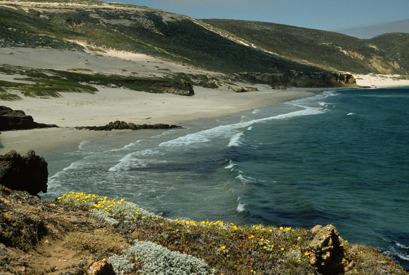 Malacothrix incana, East end of Cuyler Harbor, San Miguel Island