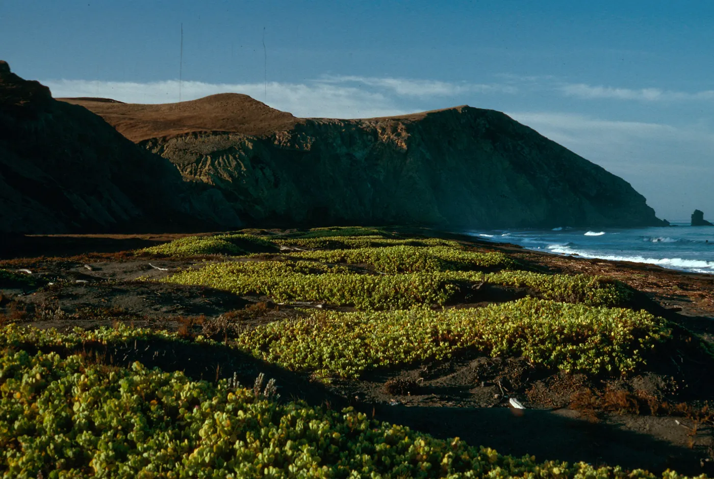 early morning, Abronia maritima, Christy Beach, Santa Cruz Island