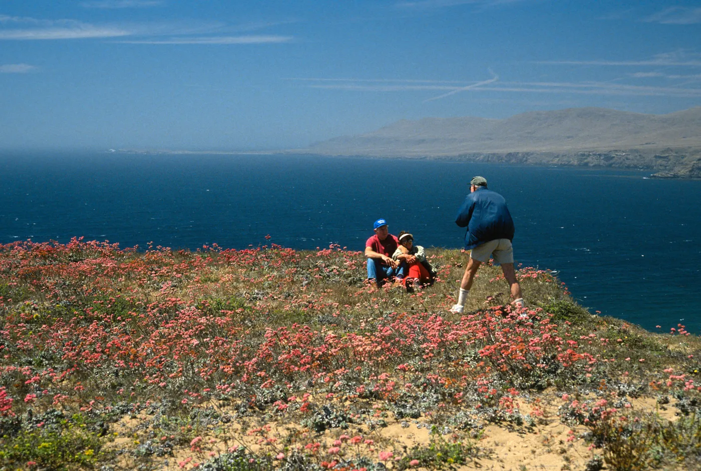 Eriogonum grande rubescens, North of Sauces Point, Santa Cruz Island