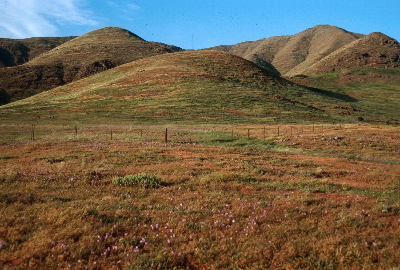 hills, near Fraser Point, Santa Cruz Island