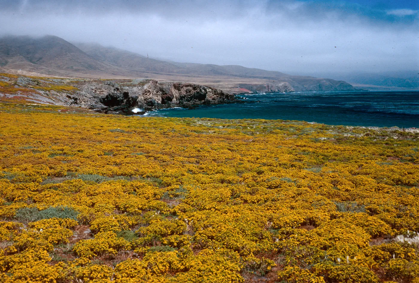 Hemizonia fasciculata, Forneys Cove, Santa Cruz Island