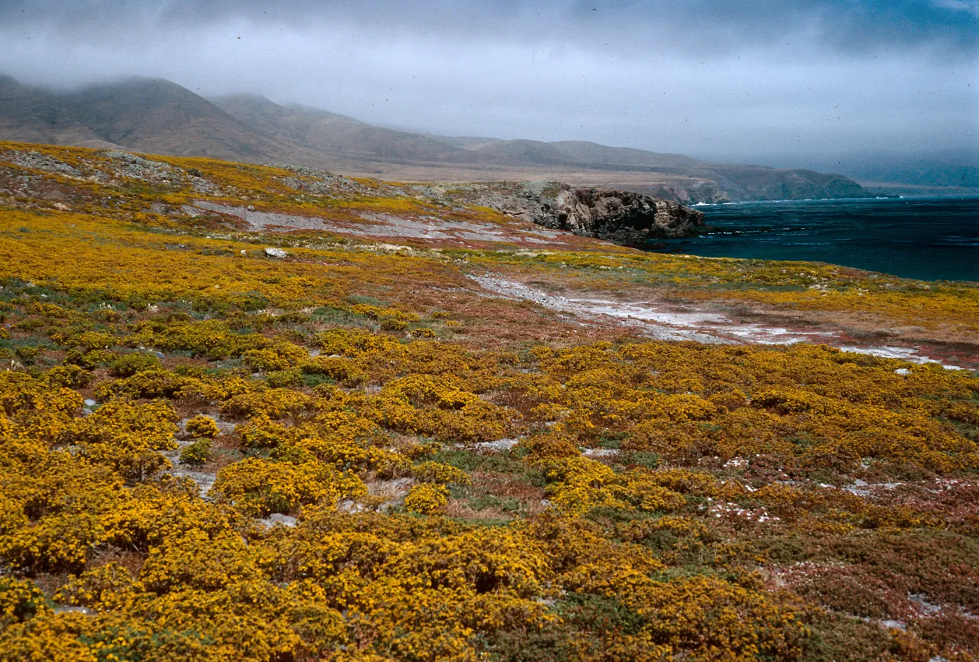 Hemizonia fasciculata, Forneys Cove, Santa Cruz Island