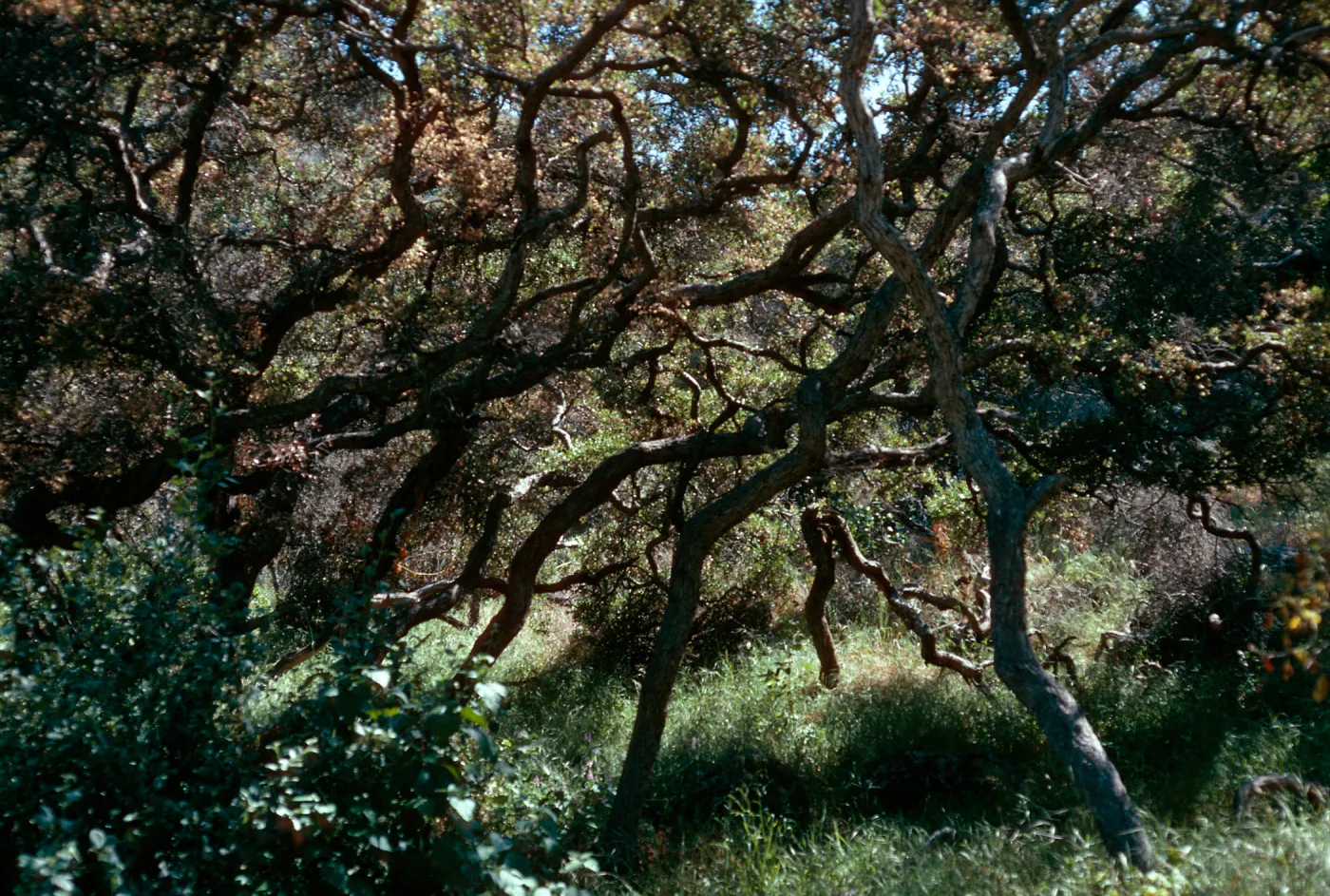 Quercus pacifica, road to Coches Prietos, Santa Cruz Island