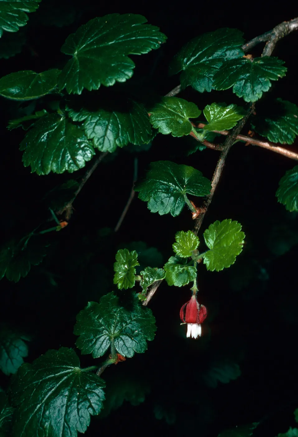 Ribes thacherianum, just East of Campo Raton, Santa Cruz Island