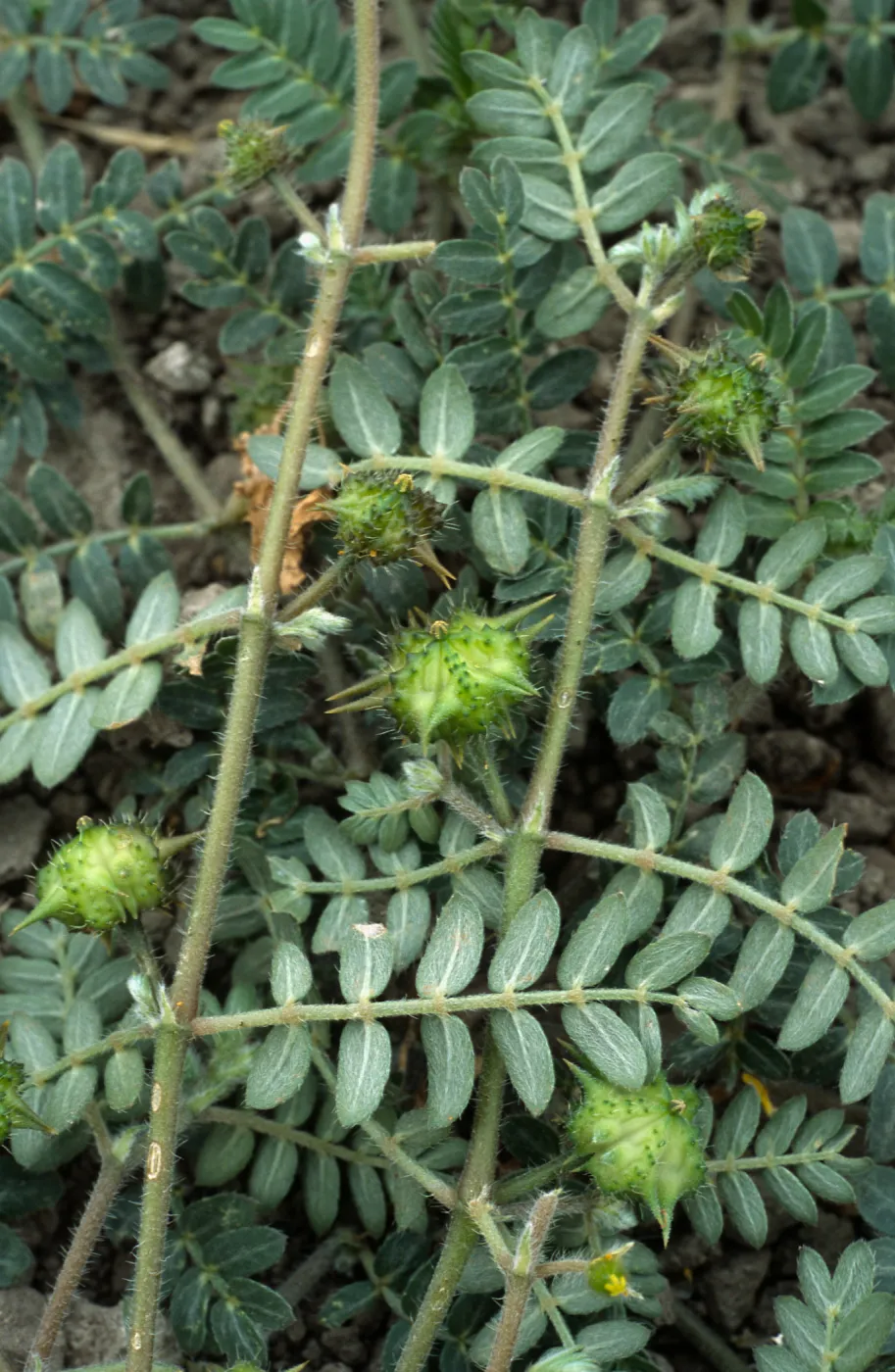 Seal Beach, Tribulus, Orange County