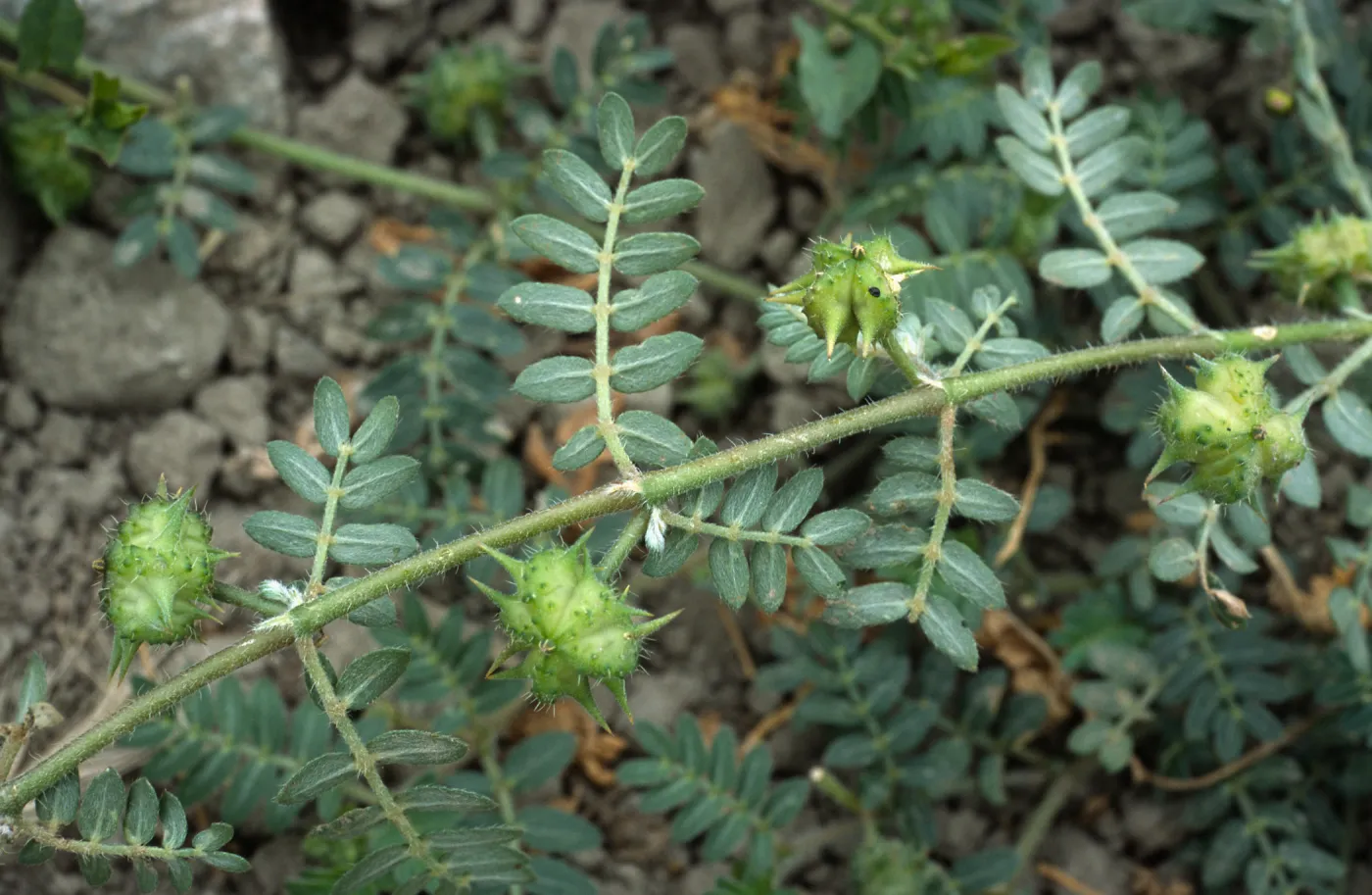 Seal Beach, Tribulus, Orange County