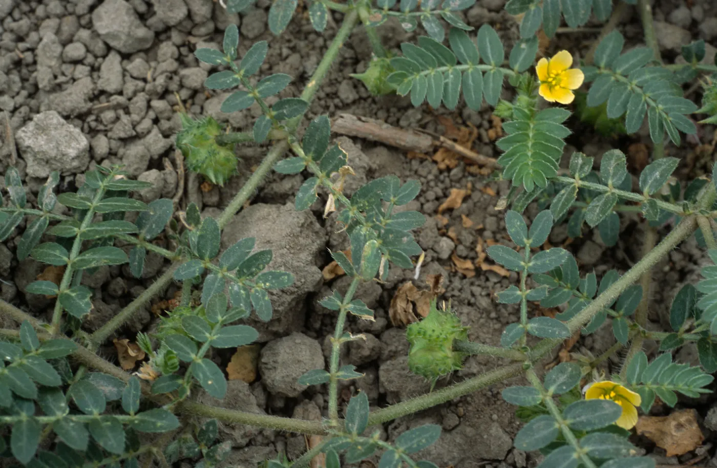 Seal Beach, Tribulus, Orange County