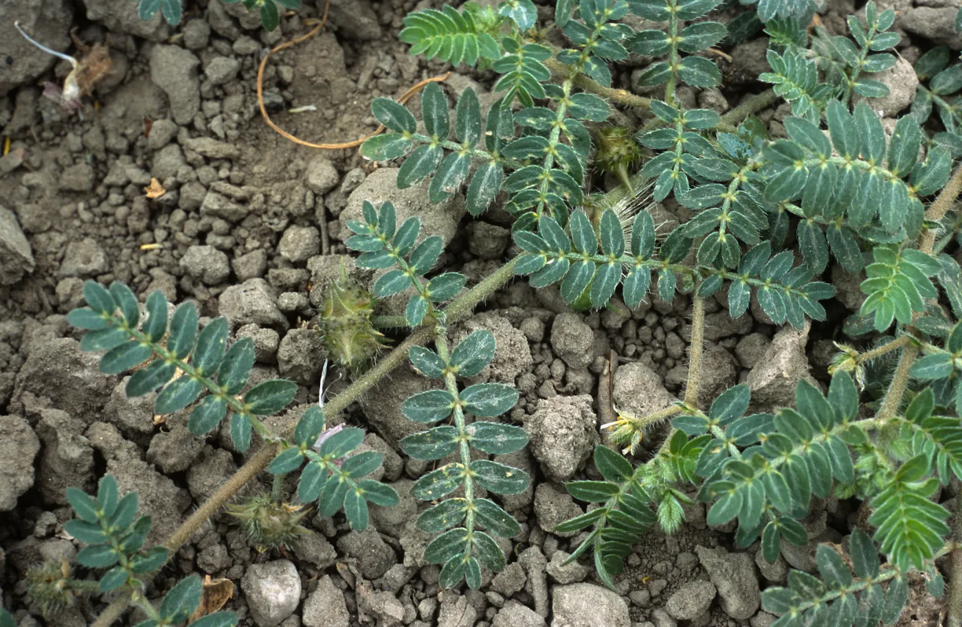 Seal Beach, Tribulus, Orange County