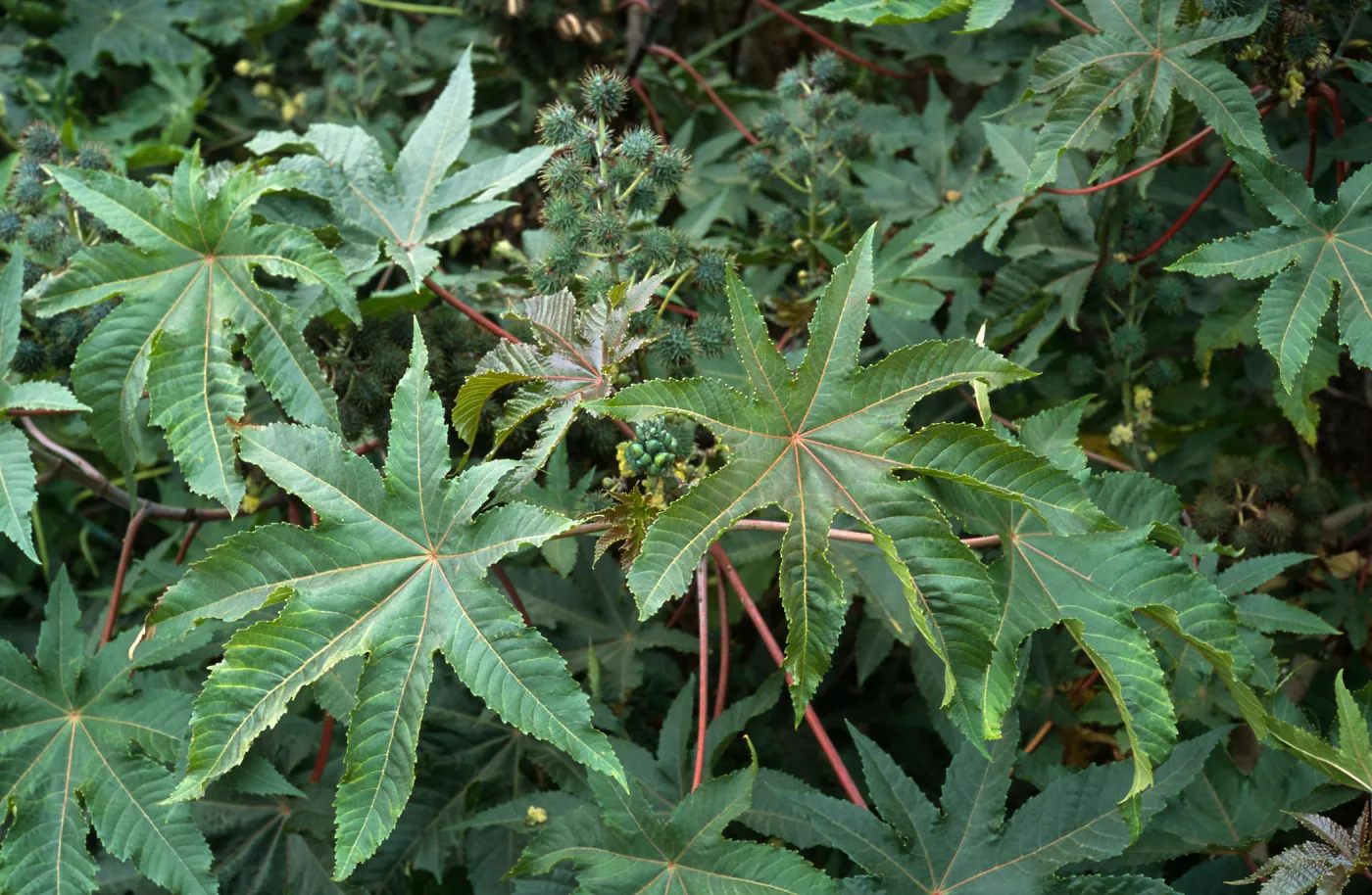Ricinus communis, Seal Beach, Orange County