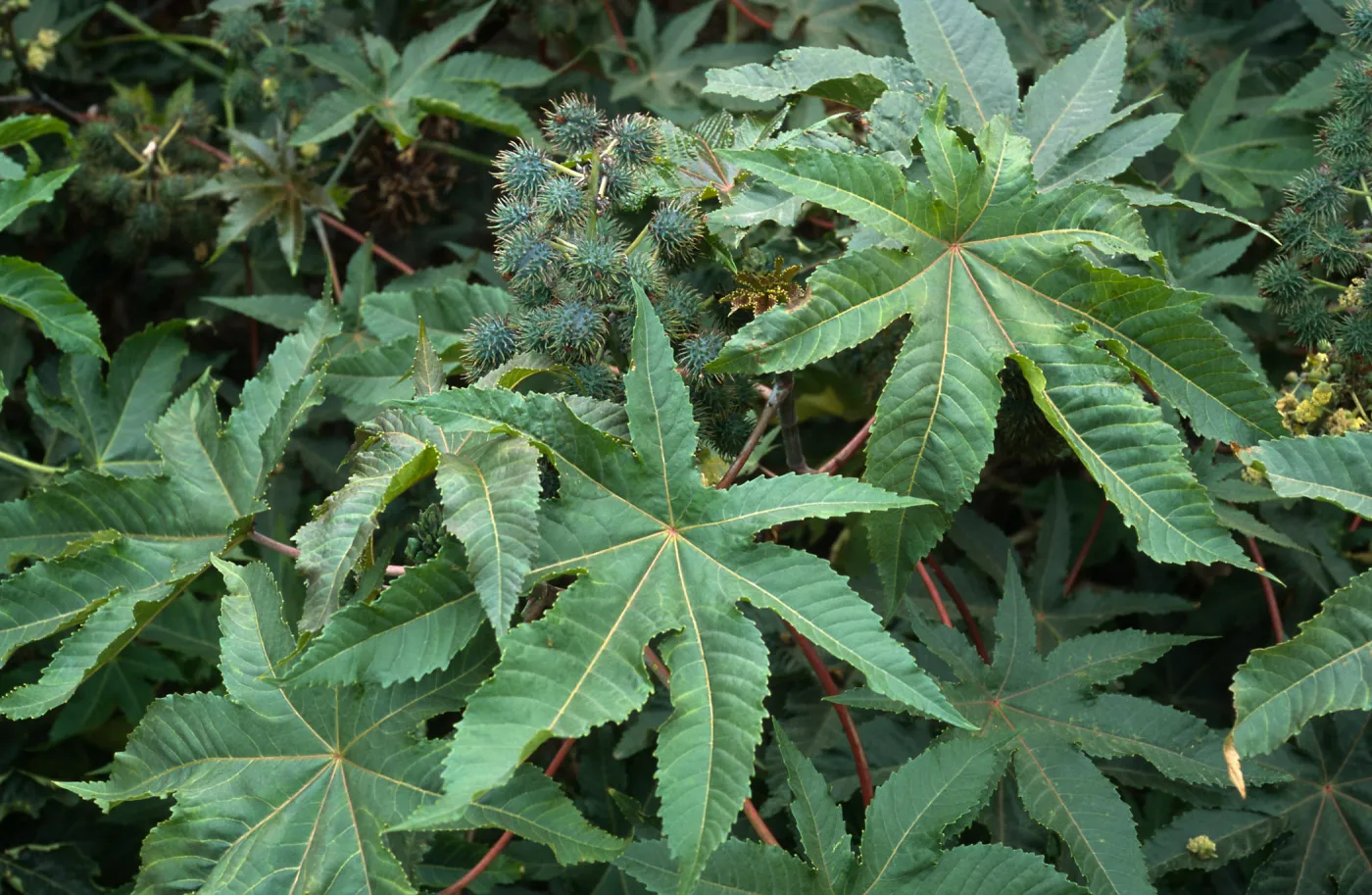 Ricinus communis, Seal Beach, Orange County