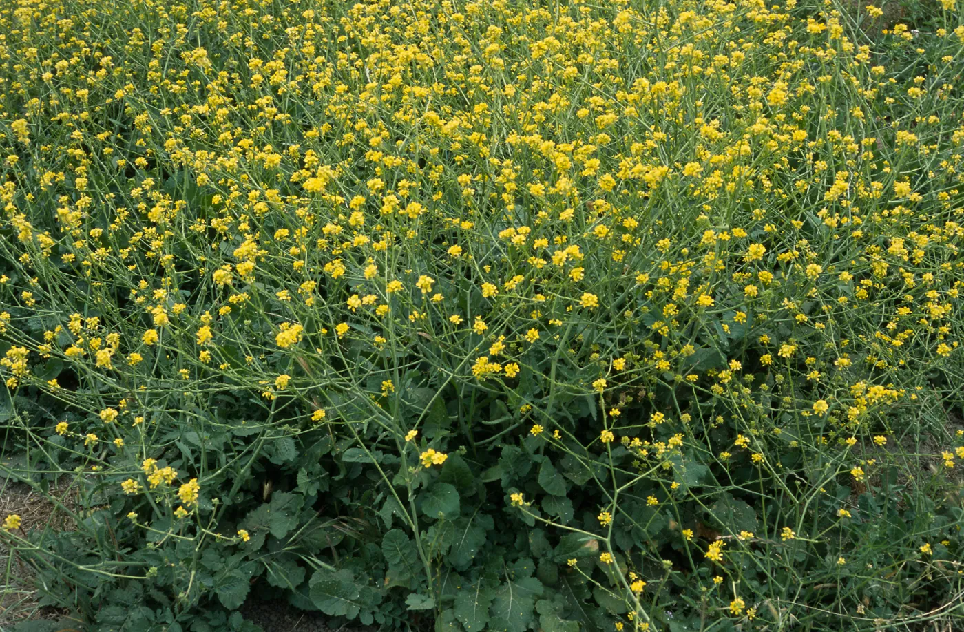 Hirschfeldia incana, Seal Beach, Orange County