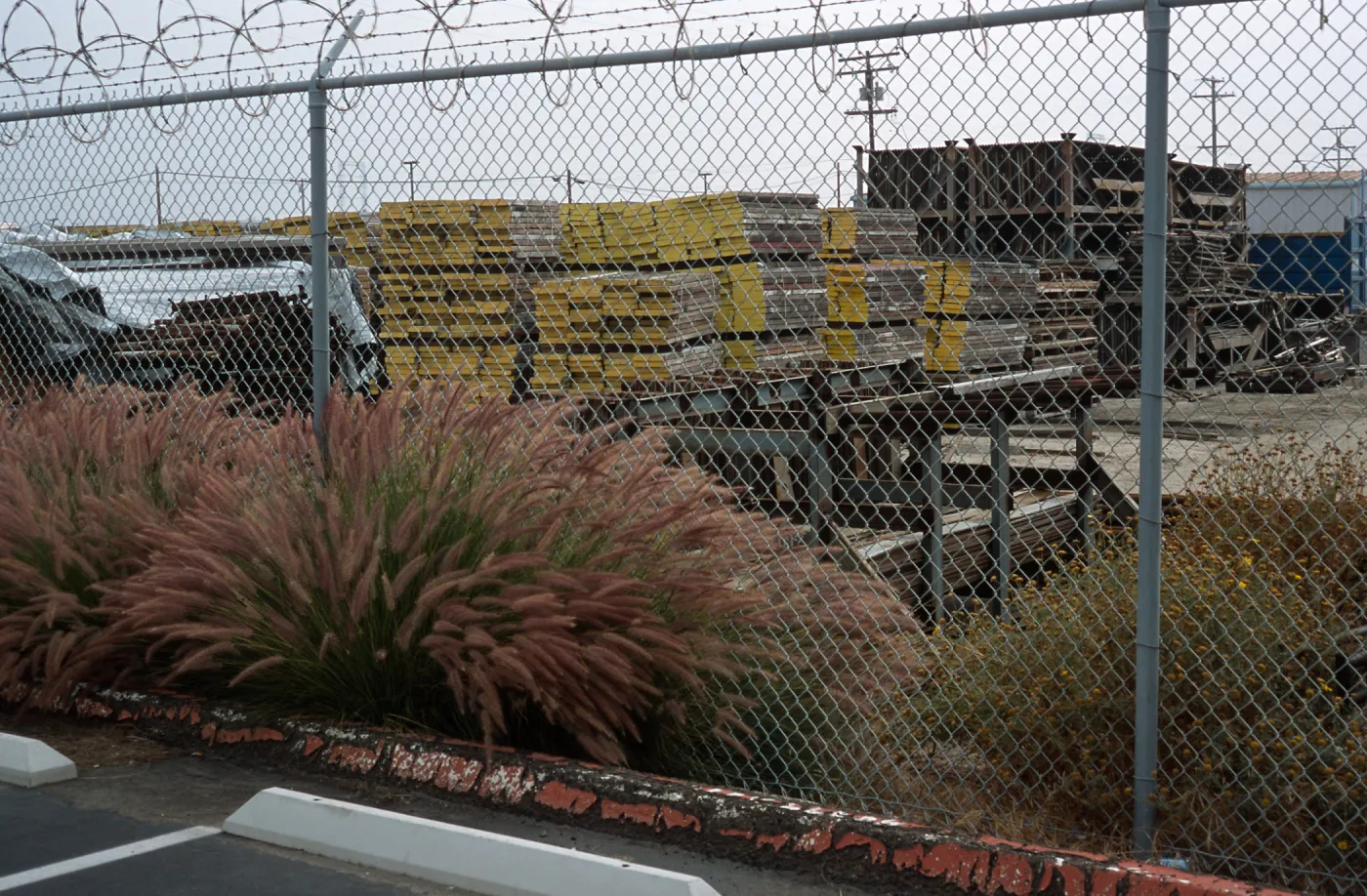 Pennisetum setaceum, Naval Station, San Diego County