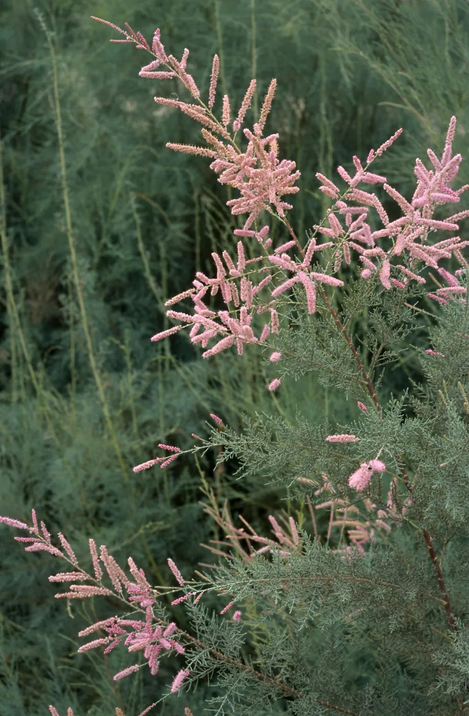 Tamarix ramosissima, El Centro, Imperial County