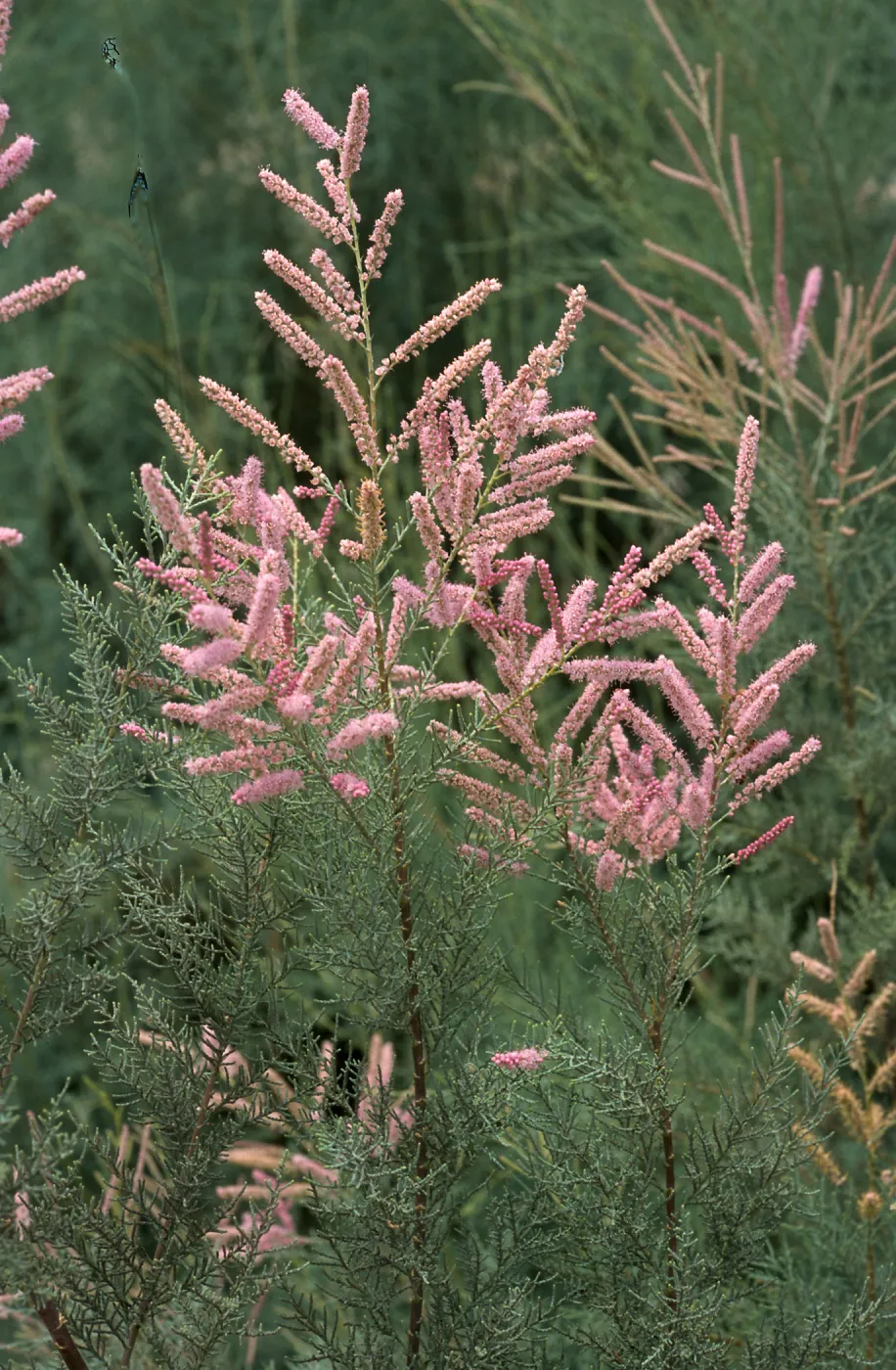 Tamarix ramosissima, El Centro, Imperial County