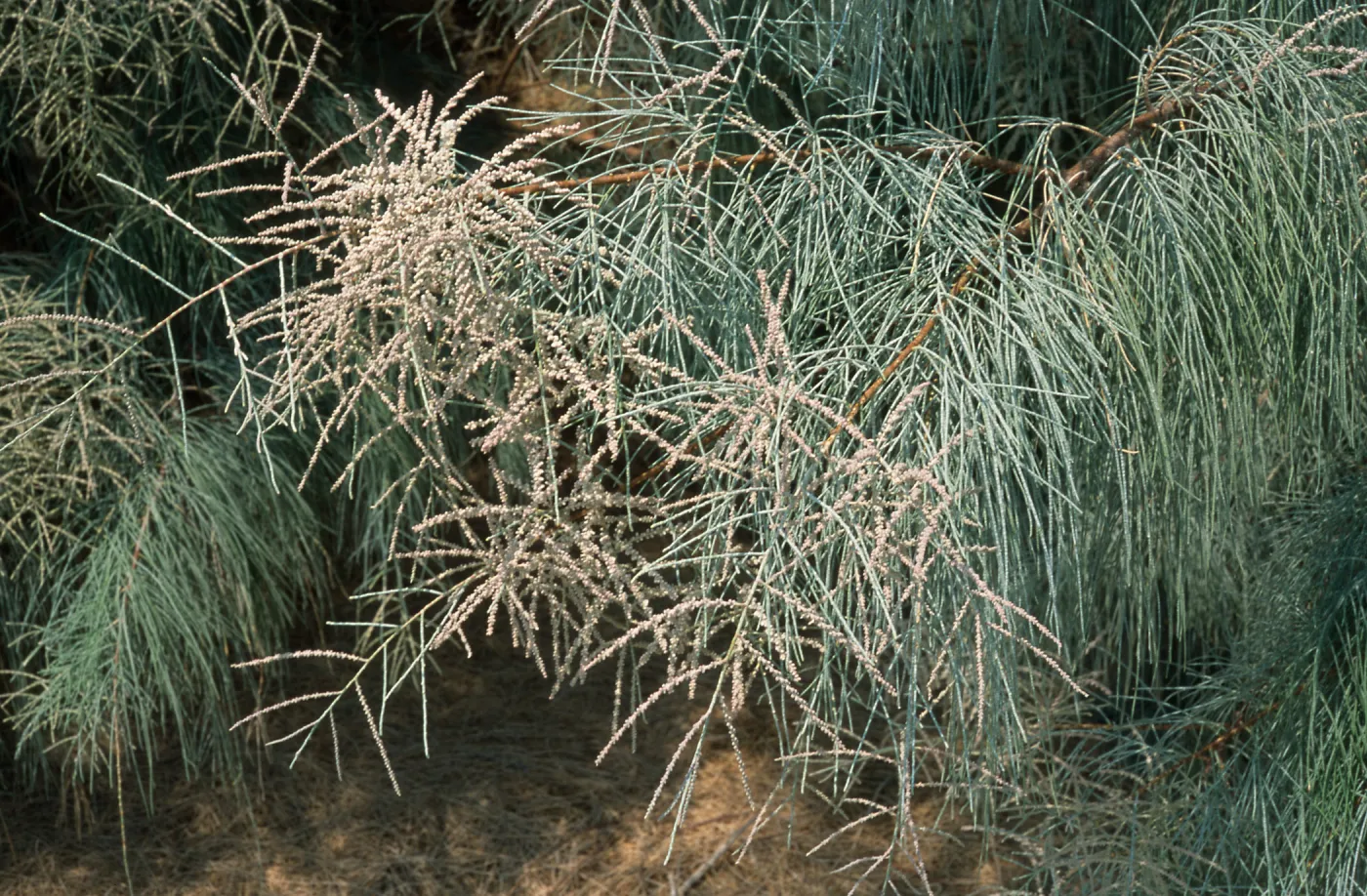 Tamarix aphylla, El Centro, Imperial County