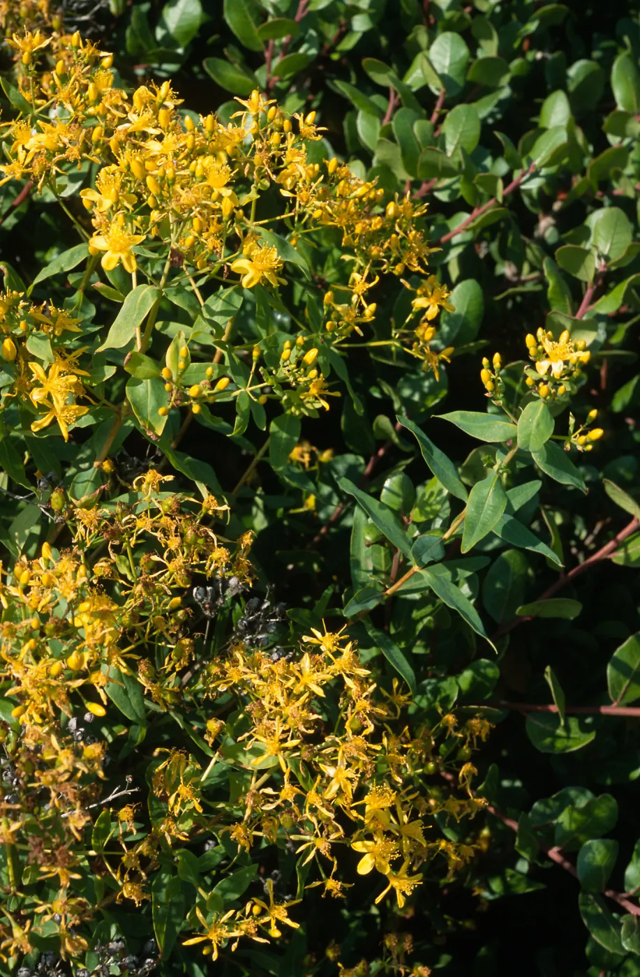 Hypericum, Point Loma, San Diego County