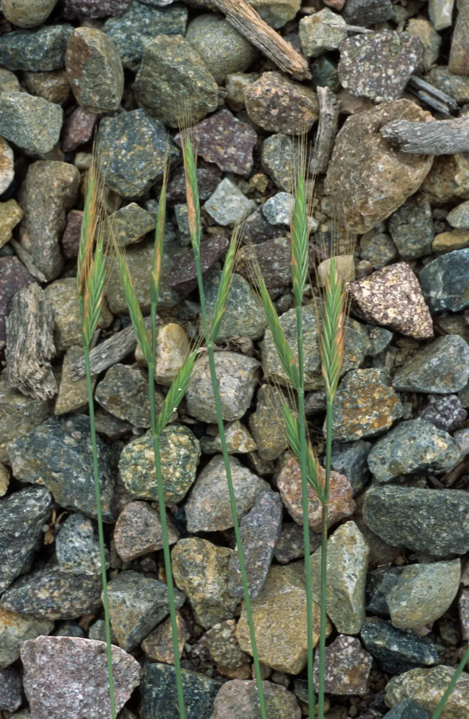 Brachypodium, Point Loma, San Diego County