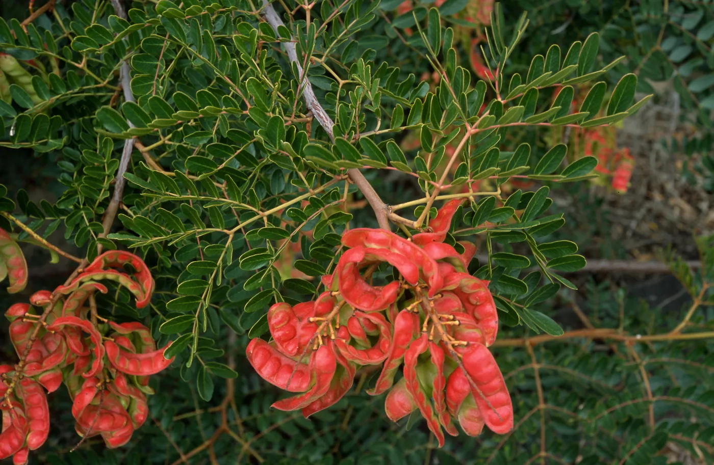 Caesalpinia, Point Loma, San Siego County