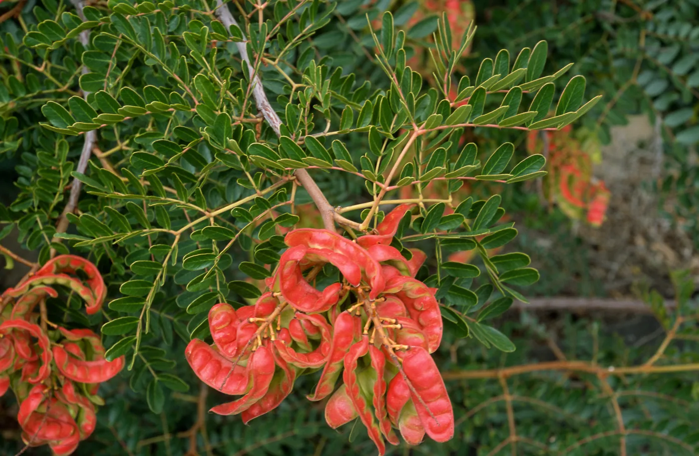 Caesalpinia, Point Loma, San Siego County