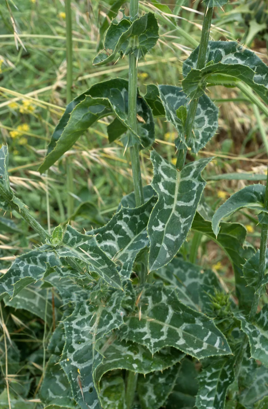 Silybum, Seal Beach, Orange County