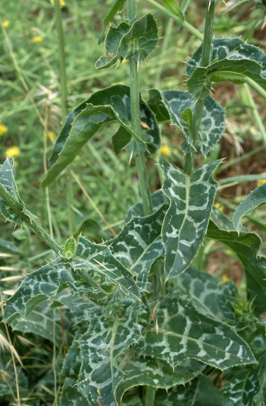 Silybum, Seal Beach, Orange County