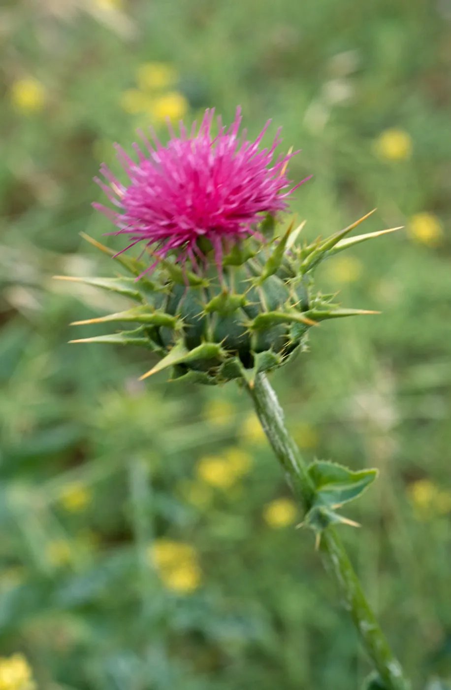 Silybum, Seal Beach, Orange County