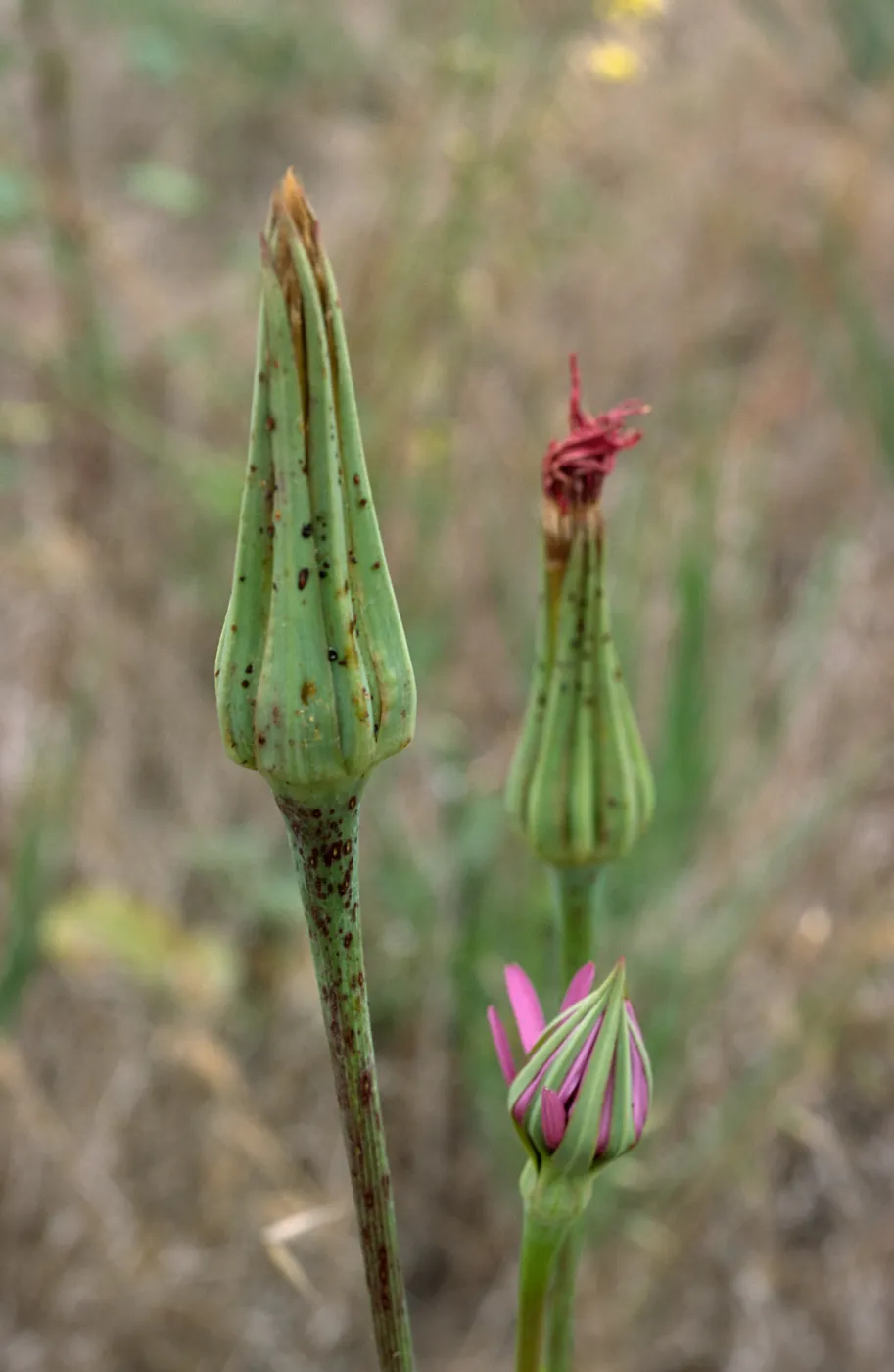 bud stage, Silybum marianum 
