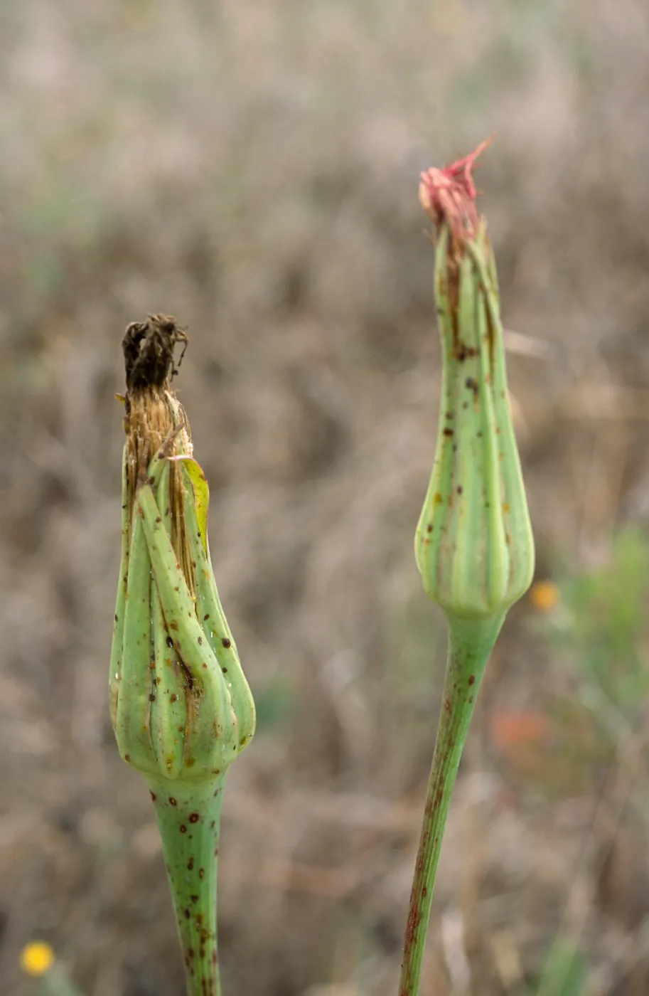 Silybum marianum, bud stage