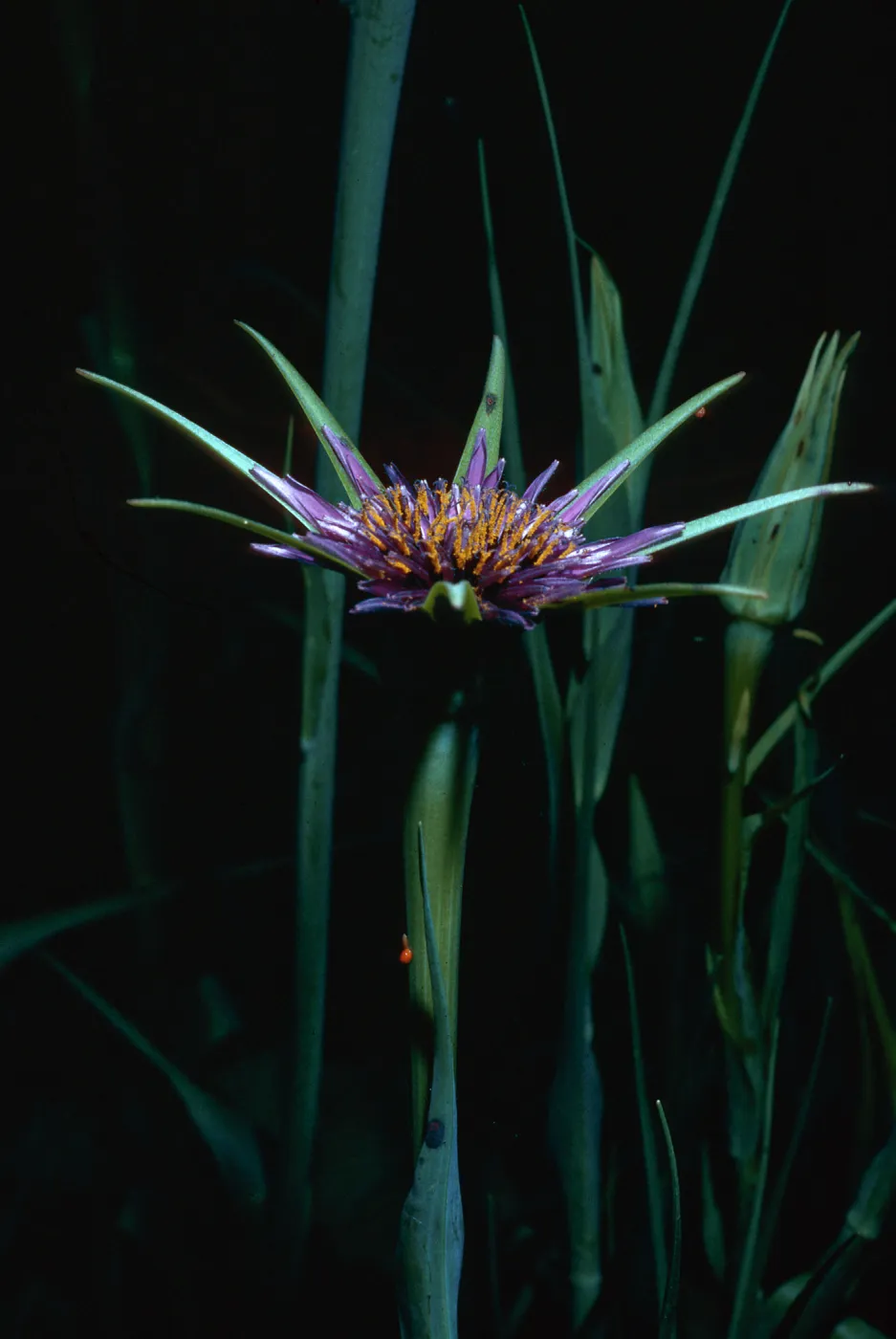 Tragopogon porrifolius, Stevens Park, Santa Barbara County