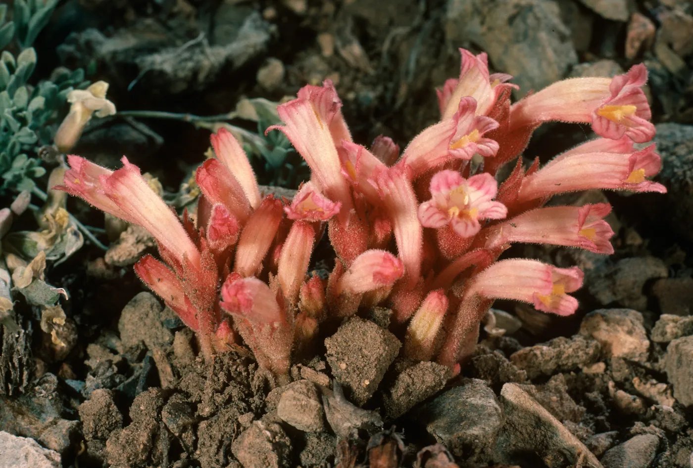 Orobanche fasciculata, South of Schulman Grove, White Mountains, Owens Valley, Sierra Nevada