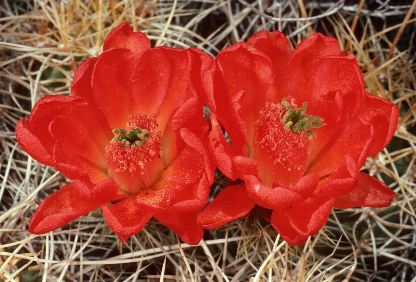 Echinocereus triglochidiatus variety mojavensis (wildrose), near Charcoal Kilns, Death Valley