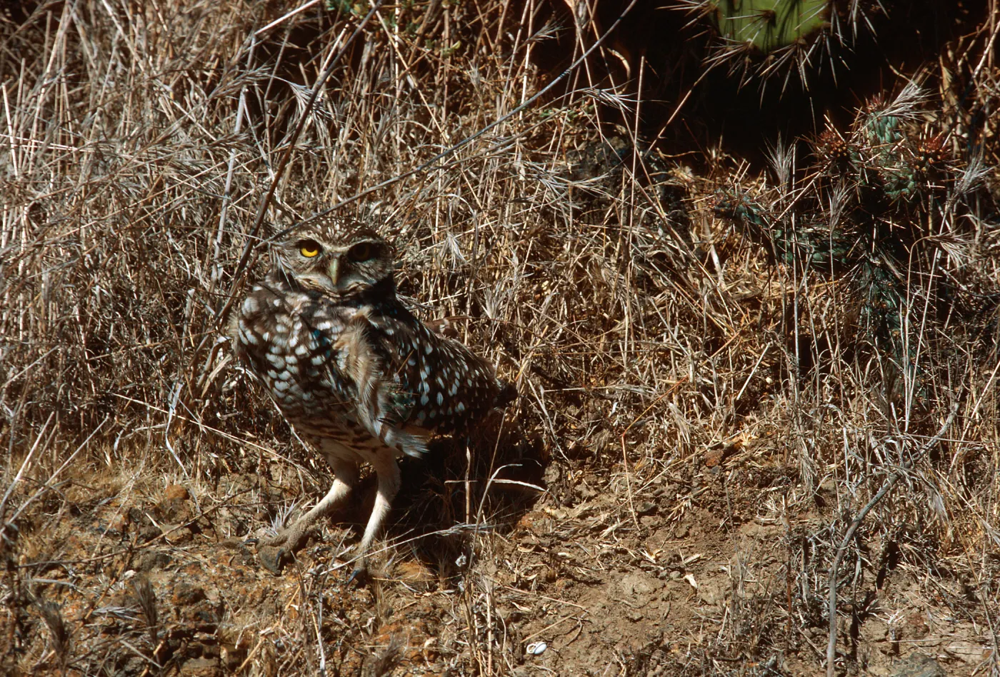 Burrowing Owl, Middle Canyon, Santa Barbara Island