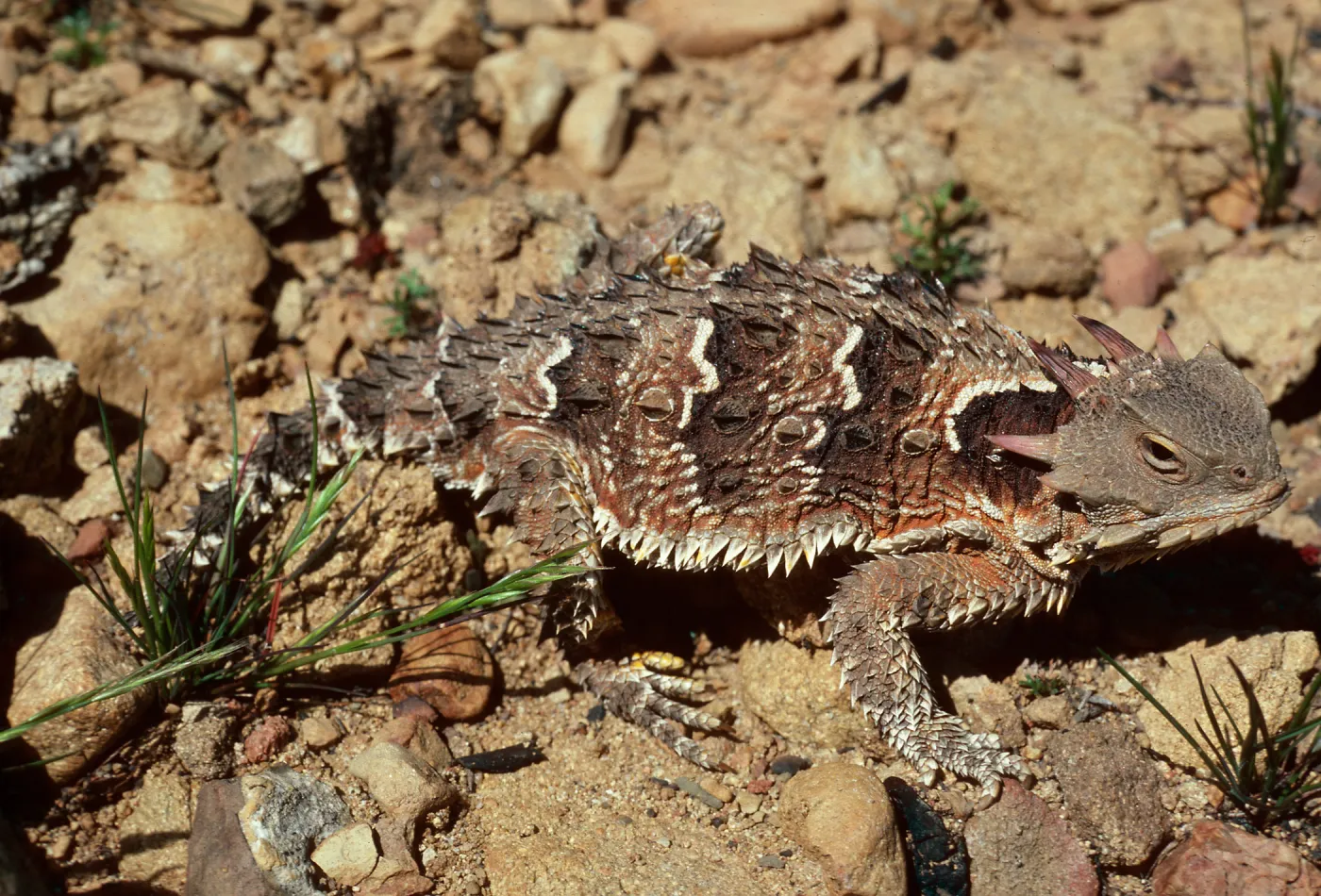 Horned Lizard, burn at Lake Cachuma, Santa Barbara County