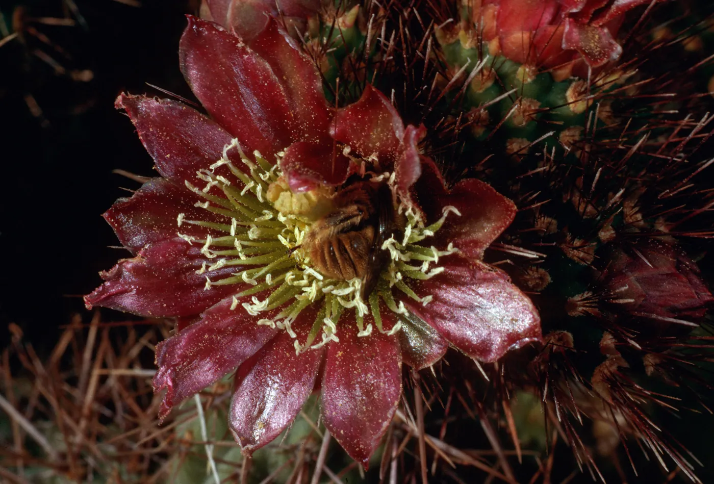 Opuntia prolifera w/bee, Laguna Canyon, Santa Cruz Island