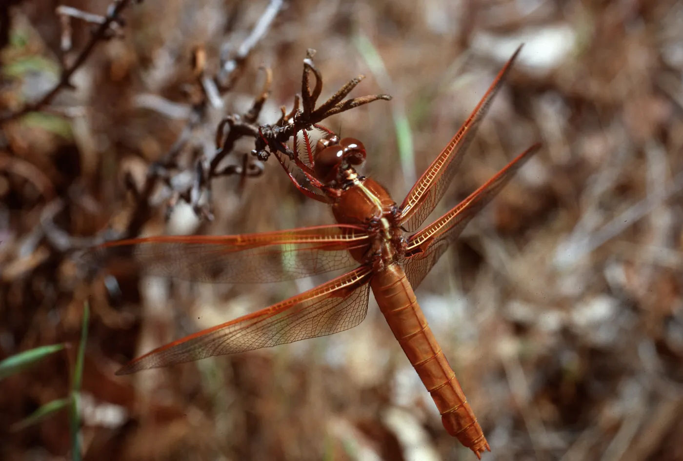 dragonfly, Dicks, Santa Cruz Island