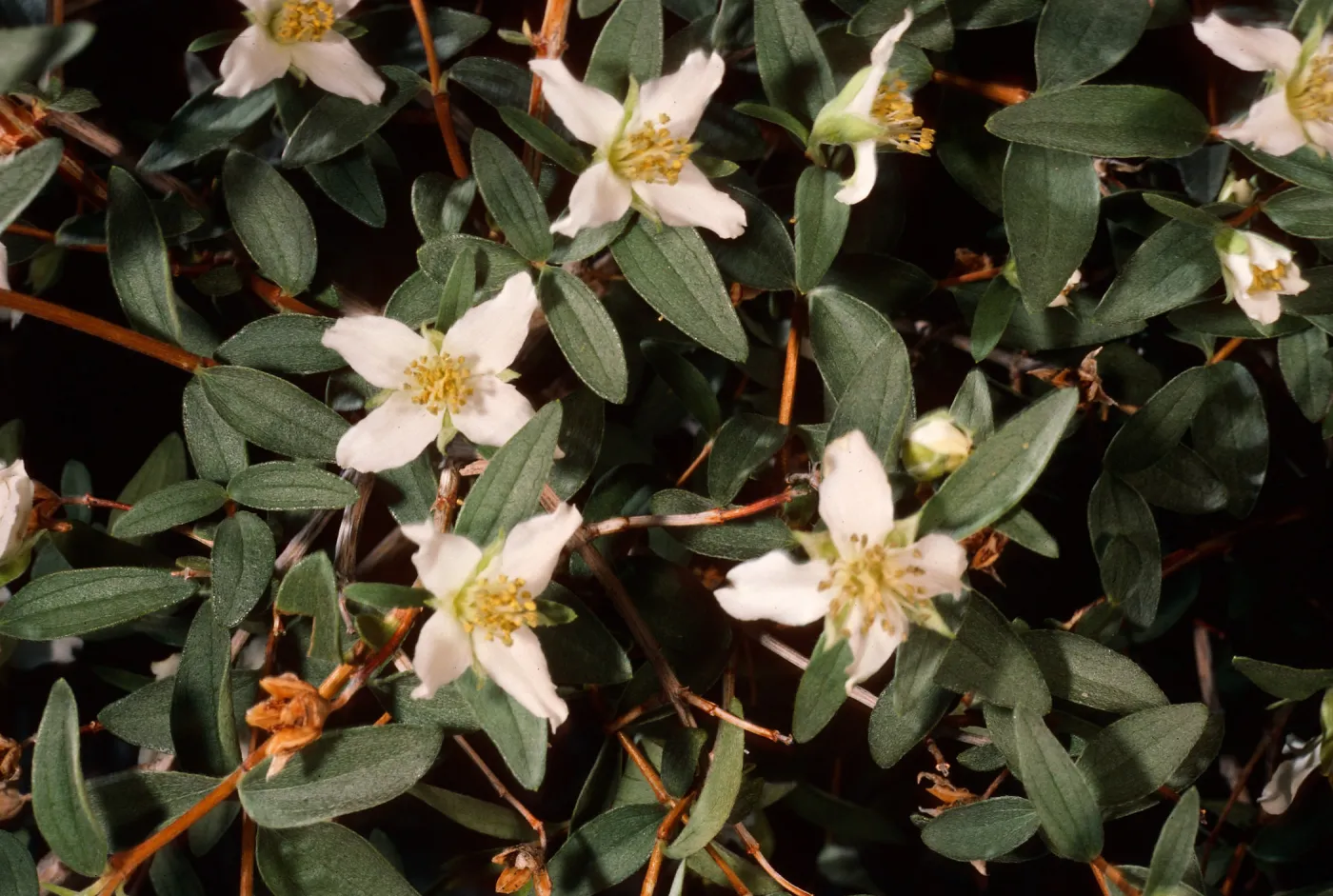 Philadelphus microphyllus, Wyman Canyon, White Mountains, Owens Valley, Sierra Nevada