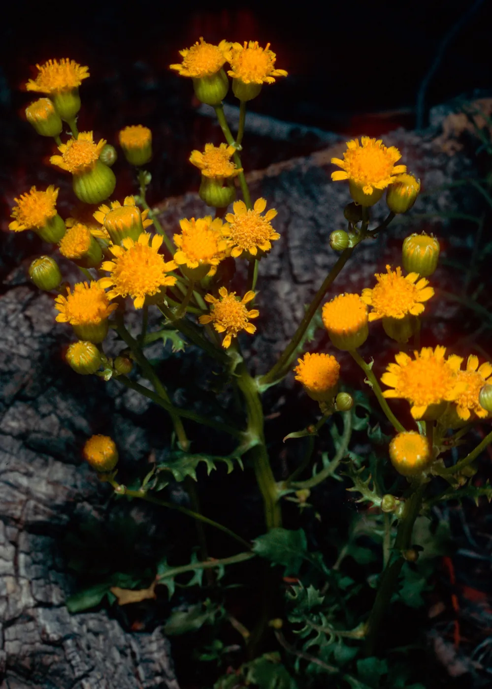 Senecio multilobatus, South of Schulman Grove, White Mountains, Owens Valley, Sierra Nevada