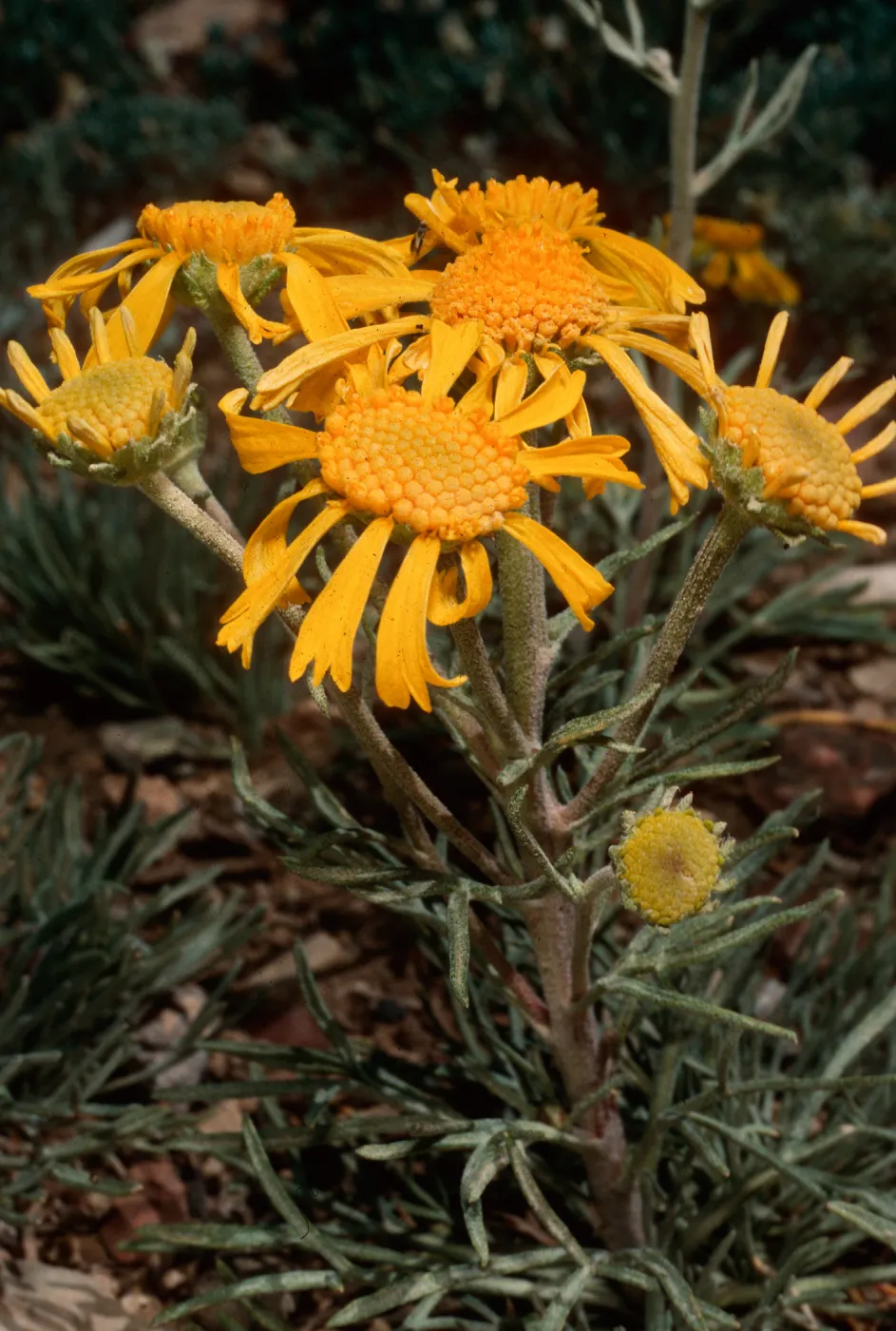 Hymenopappus, Schulman Grove, White Mountains, Owens Valley, Sierra Nevada