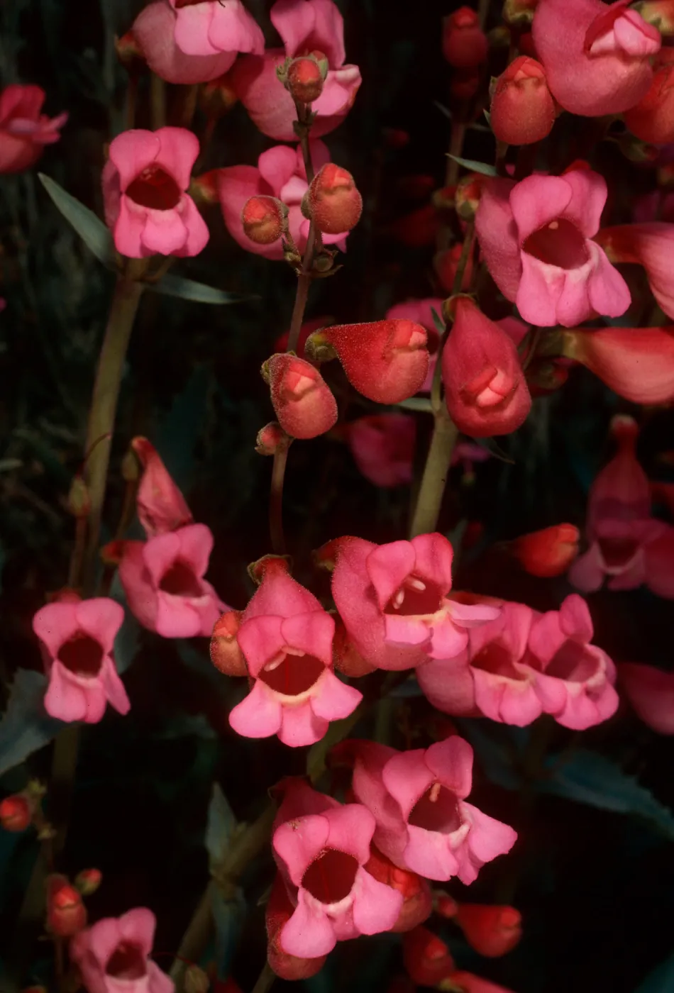 Penstemon floridus floridus, Wyman Canyon, White Mountains, Owens Valley, Sierra Nevada
