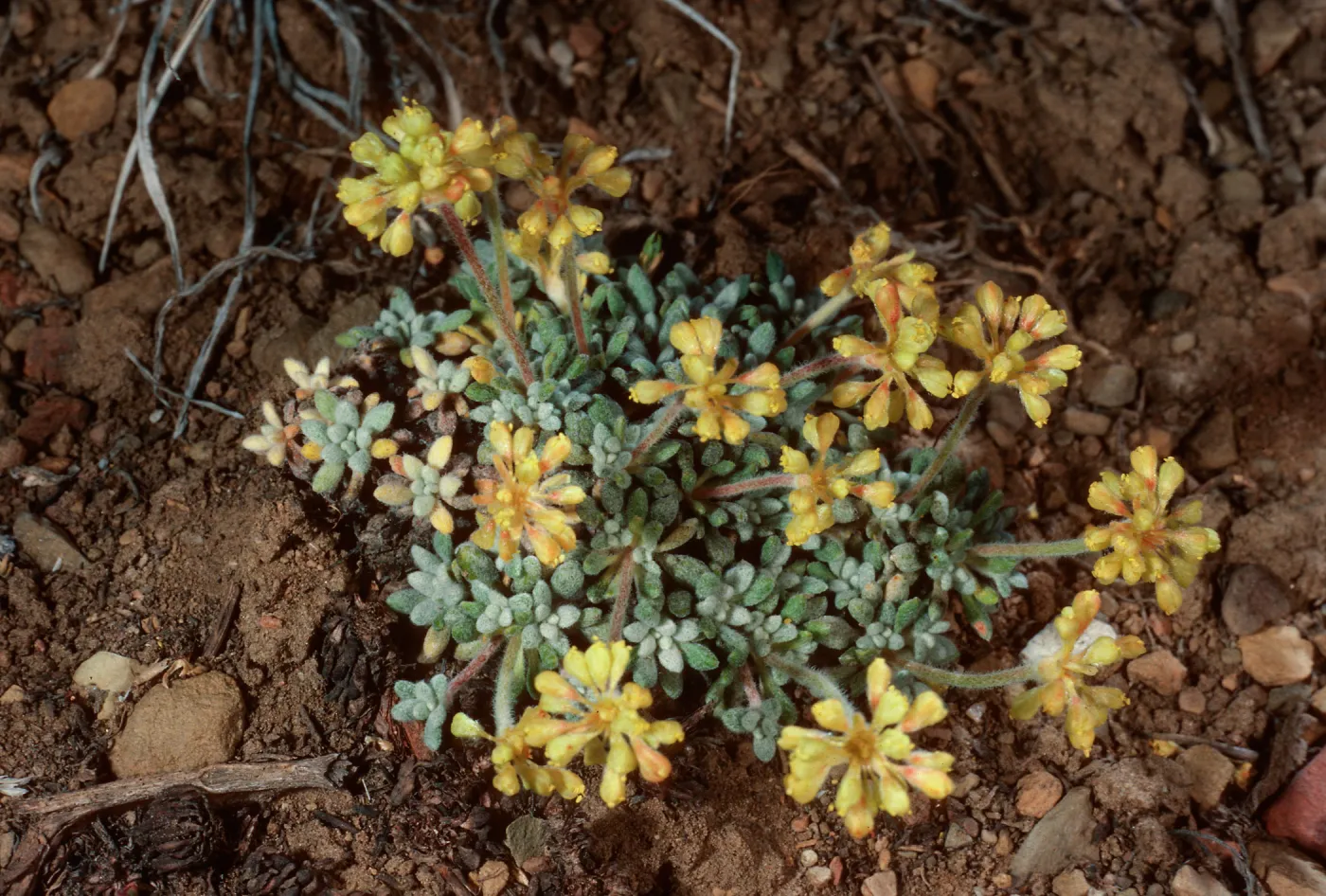 Eriogonum ovalifolium ?, South of Schulman Grove, White Mountains, Owens Valley, Sierra Nevada
